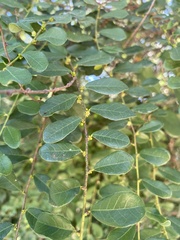 Bridelia cathartica melanthesoides