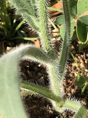 Amsinckia tessellata