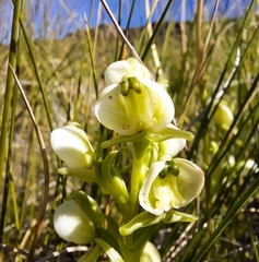 Pterygodium leucanthum