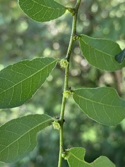 Bridelia cathartica melanthesoides