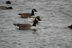 Branta canadensis