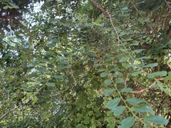 Bridelia cathartica melanthesoides