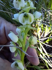 Pterygodium leucanthum