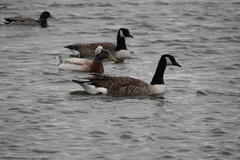 Branta canadensis