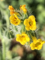 Amsinckia tessellata