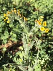 Amsinckia tessellata