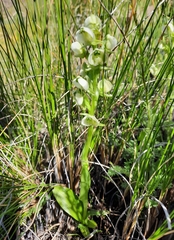 Pterygodium leucanthum