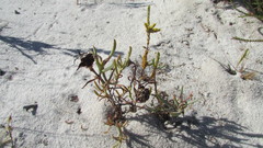 Lampranthus schlechteri