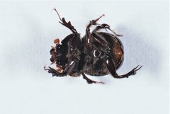 Eucanthus subtropicus