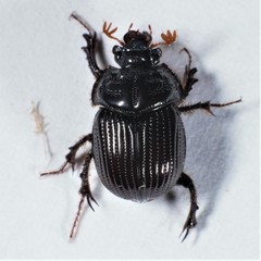 Eucanthus subtropicus