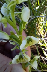 Pterygodium leucanthum