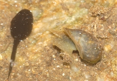 Ampullaceana balthica