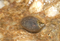 Ampullaceana balthica