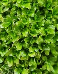 Syntrichia latifolia