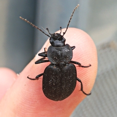 Licinus silphoides