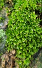 Syntrichia latifolia