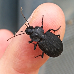 Licinus silphoides