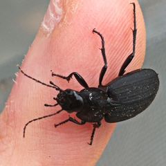 Licinus silphoides