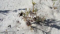 Lampranthus schlechteri