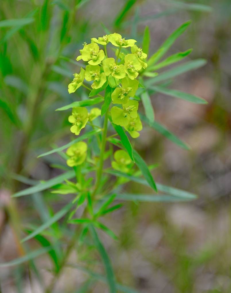 Leafy Spurge (Black Hills Invasive Plant Guide) · iNaturalist