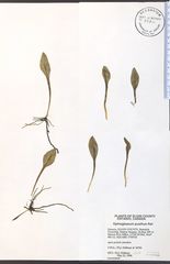 Ophioglossum pusillum