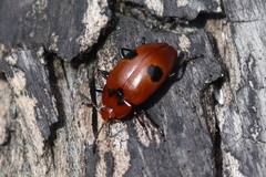 Iphiclus procerus