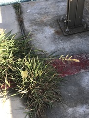 Polypogon interruptus