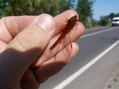 Crocothemis erythraea
