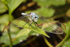Dasythemis mincki
