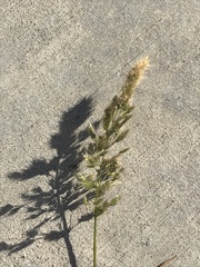Polypogon interruptus