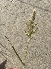 Polypogon interruptus