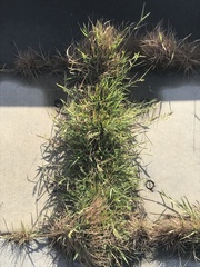 Polypogon interruptus