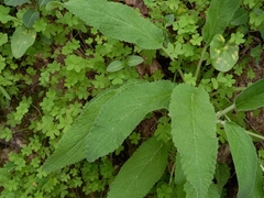 Stachys germanica