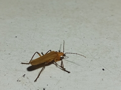 Chauliognathus cinguliventris