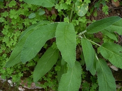 Stachys germanica