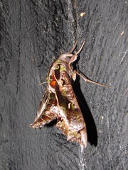 Hemeroplanes ornatus