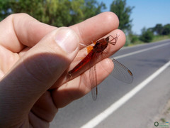 Crocothemis erythraea