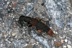 Platydracus mysticus