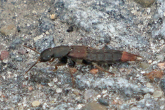 Platydracus mysticus