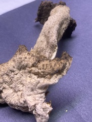 Pleurotus levis