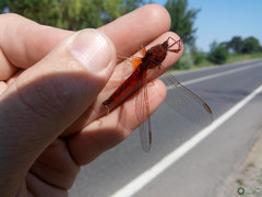Crocothemis erythraea