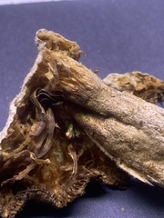 Pleurotus levis