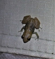Diasporus