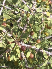 Condalia globosa pubescens