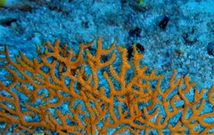 Leptogorgia capverdensis