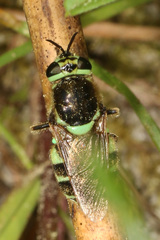 Psellidotus hieroglyphicus