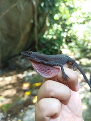Anolis barkeri
