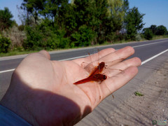 Crocothemis erythraea