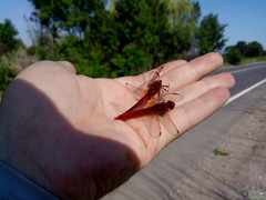 Crocothemis erythraea
