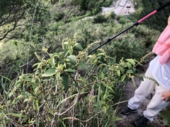 Croton lachnocarpus